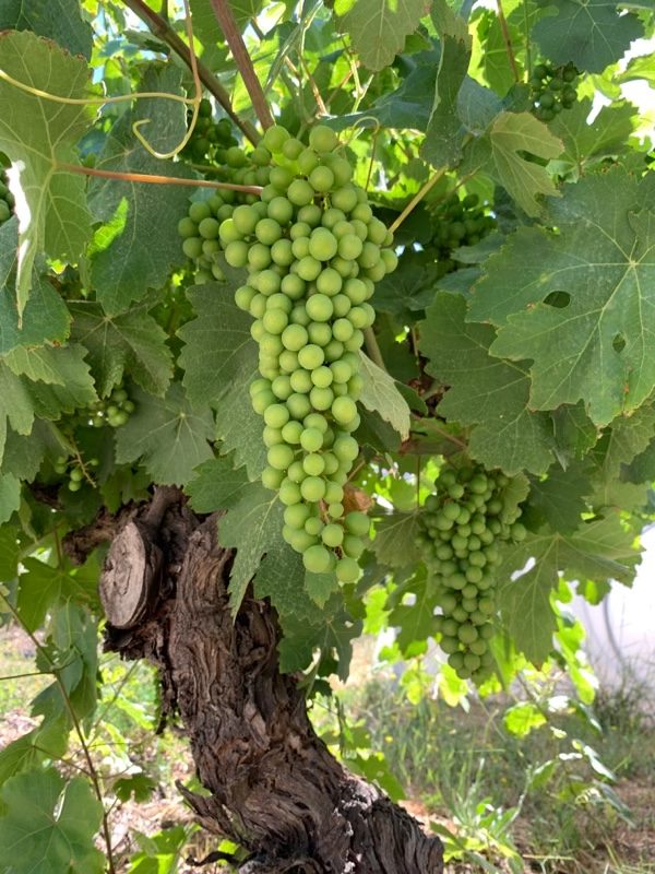 Der Weinstock (Johannes 15,5+7)
